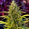 семена конопли почтой Orange Bud feminised семена конопли почтой Orange Bud feminised