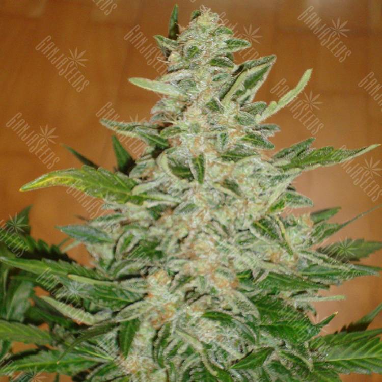 семена конопли курьером Auto Moby Dick feminised
