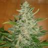 семена конопли курьером Auto Moby Dick feminised