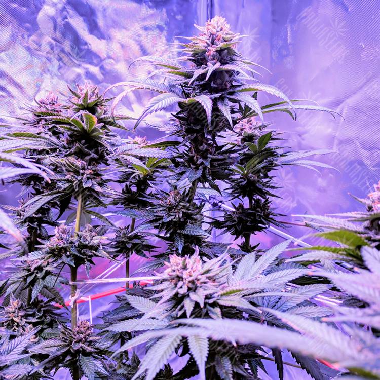 семена конопли индика Pure Kush feminised