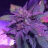 семена конопли для выращивания Pure Kush feminised