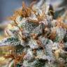Auto Cookies feminised Ganja Seeds