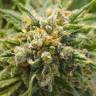 семена конопли для курения CBD Mango Haze feminised