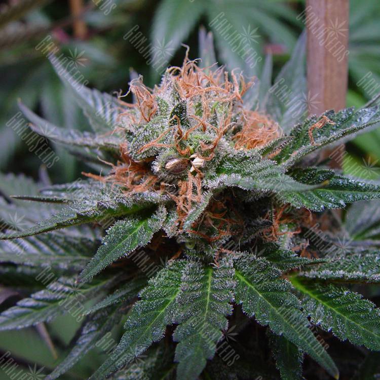 семена конопли Спб Auto Talkan feminised Bang Seeds