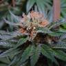 семена конопли Спб Auto Talkan feminised Bang Seeds