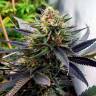 семена конопли почтой Auto Talkan feminised Bang Seeds