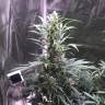 регулярные семена конопли купить Point regular Ganja Seeds регулярные семена конопли купить Point regular Ganja Seeds