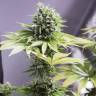 качественные семена конопли Moby Dick CBD feminised Dinafem Seeds