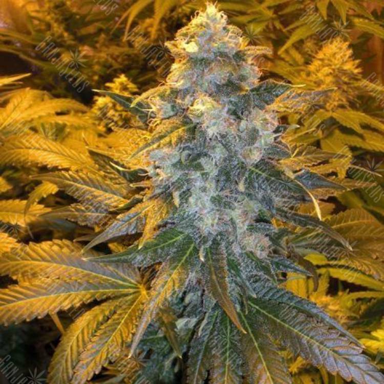 семена конопли интернет магазин ICE feminised Female Seeds семена конопли интернет магазин ICE feminised Female Seeds