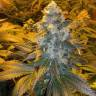 семена конопли интернет магазин ICE feminised Female Seeds семена конопли интернет магазин ICE feminised Female Seeds