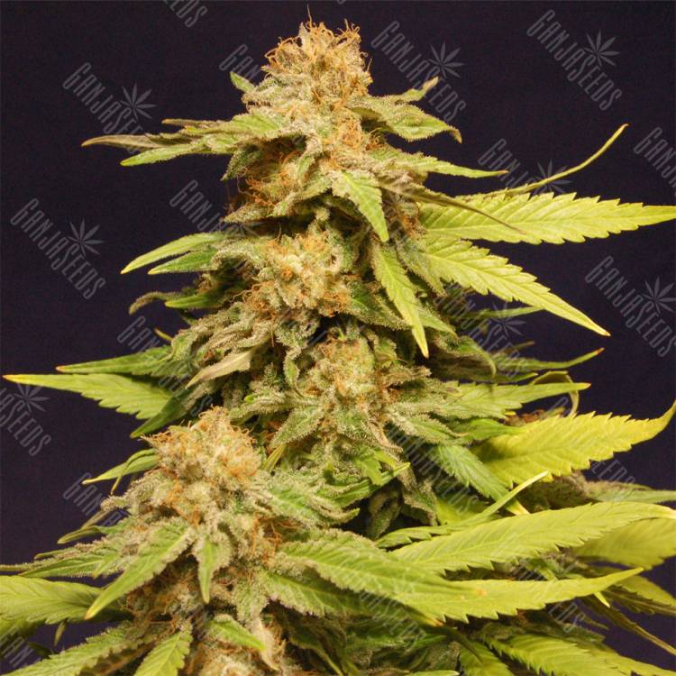 семена индийской конопли Big Bull feminised Kannabia Seeds семена индийской конопли Big Bull feminised Kannabia Seeds