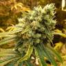 семена конопли в интернете Sativas Sour Diesel feminised Nirvana Seeds