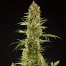 заказ семян конопли Sugar Pop feminised Philosopher Seeds