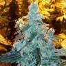 семена конопли курьером Silver Kush feminised Reserva Privada