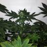 семена конопли медицинской Silver Kush feminised Reserva Privada