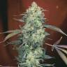 заказать на сайте семена конопли AK-47 regular Serious Seeds заказать на сайте семена конопли AK-47 regular Serious Seeds