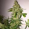 семена конопли марихуаны Lemon Skunk feminised семена конопли марихуаны Lemon Skunk feminised