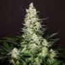 семена конопли аутдор Lemon Skunk feminised