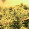 семена конопли в интернете Lemon Skunk feminised семена конопли в интернете Lemon Skunk feminised