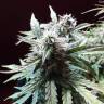 качественные семена конопли Auto Blueberry Bliss feminised