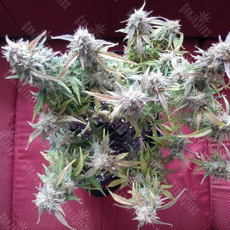 урожайные семена конопли Auto Blueberry Bliss feminised