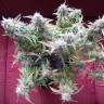 урожайные семена конопли Auto Blueberry Bliss feminised