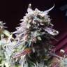 купить семена конопли Auto Blueberry Bliss feminised