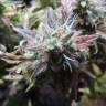 семена конопли Auto Blueberry Bliss feminised