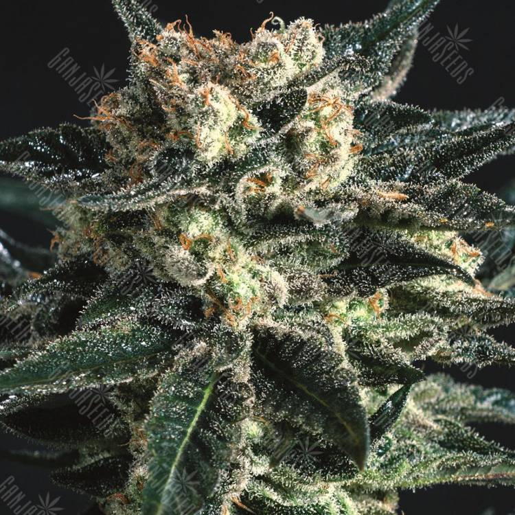 семена конопли Россия AK Skunk feminised семена конопли Россия AK Skunk feminised