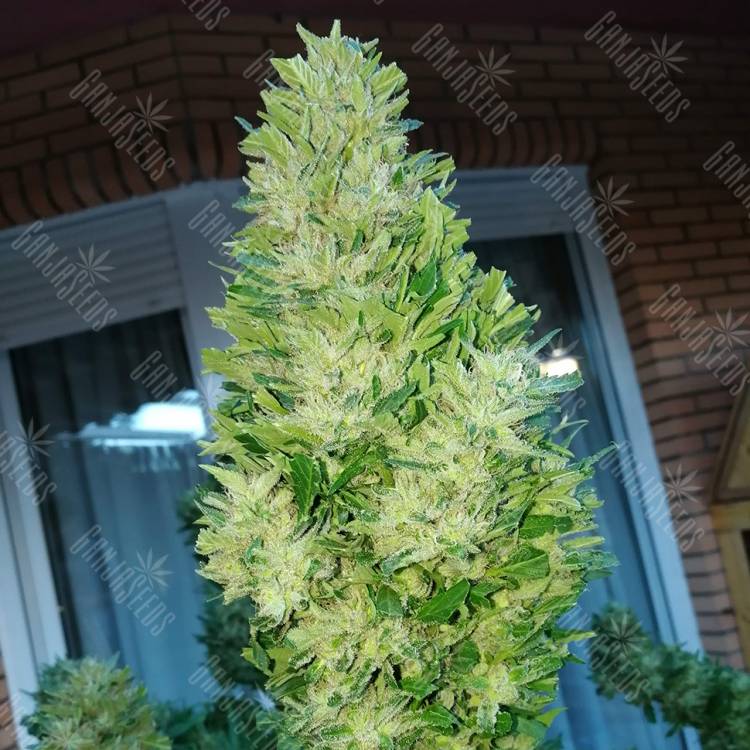 семена конопли в интернете Auto Black Domina feminised