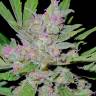 урожайные семена конопли Mass feminised Ganja Seeds
