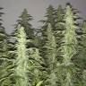 White Siberian feminised Dinafem Seeds