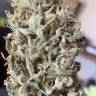 White Siberian feminised Dinafem Seeds