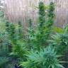 семена конопли Москва Auto Tengiz feminised Bang Seeds