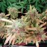 автоцветущие семена конопли Auto Malana Bomb feminised Barneys Farm