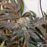 заказать качественные семена конопли Meringue feminised Dutch Passion Seeds