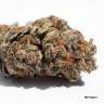 где можно заказать семена конопли Meringue feminised Dutch Passion Seeds