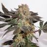 заказать на сайте семена конопли Meringue feminised Dutch Passion Seeds