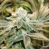 хорошие семена конопли Meringue feminised Dutch Passion Seeds