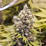 семена конопли феминизированные ICED Grapefruit feminised Female Seeds семена конопли феминизированные ICED Grapefruit feminised Female Seeds