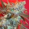 качественные семена конопли ICED Grapefruit feminised Female Seeds качественные семена конопли ICED Grapefruit feminised Female Seeds
