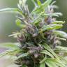 семена конопли дешево Urban Poison feminised Nirvana Seeds