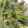 семена конопли с доставкой Urban Poison feminised Nirvana Seeds