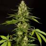 заказать на сайте семена конопли Sweet Love feminised Philosopher Seeds