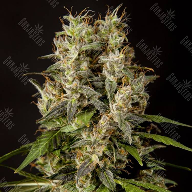 заказать качественные семена конопли Sweet Love feminised Philosopher Seeds