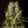 заказать качественные семена конопли Sweet Love feminised Philosopher Seeds