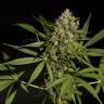 где можно заказать семена конопли Sweet Love feminised Philosopher Seeds