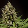 хорошие семена конопли Sweet Love feminised Philosopher Seeds