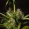 конопля семена сорта заказать Sweet Love feminised Philosopher Seeds