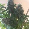 семена конопли аутдор Sour Diesel feminised Reserva Privada